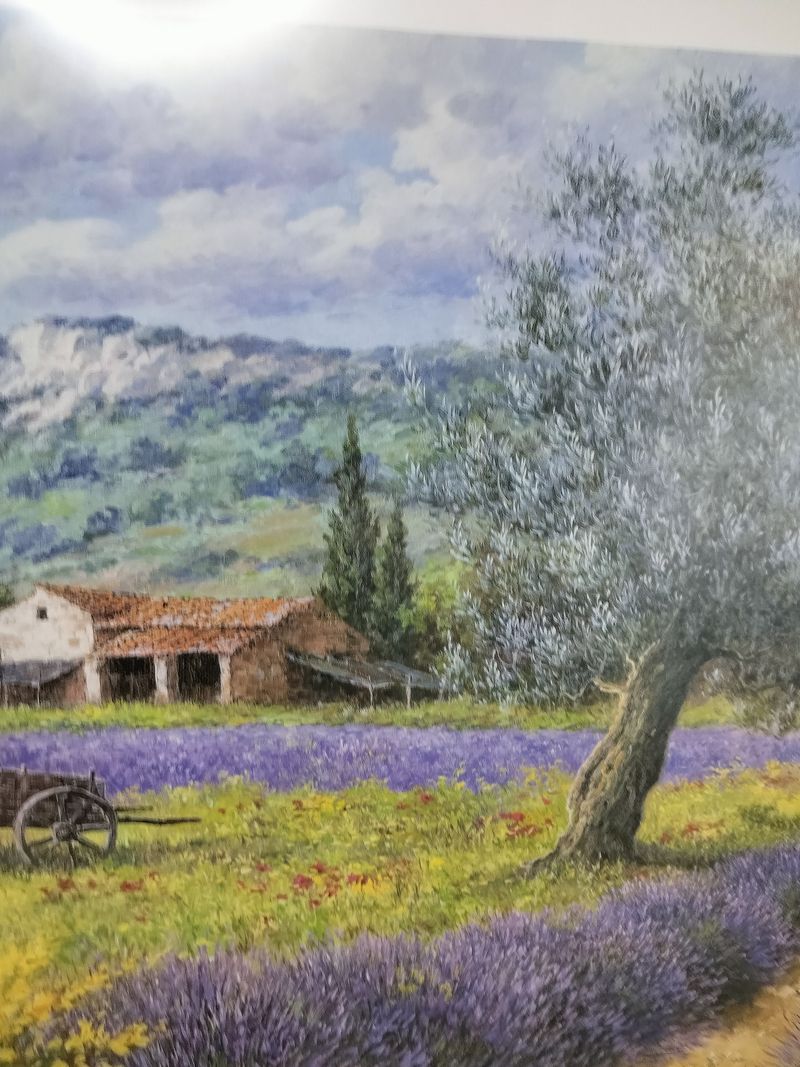 French Provence Lavender Farm Picture