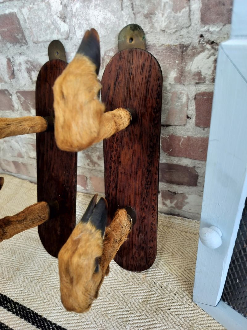 Vintage French Taxidermy Roe Deer Foot Gun Rack