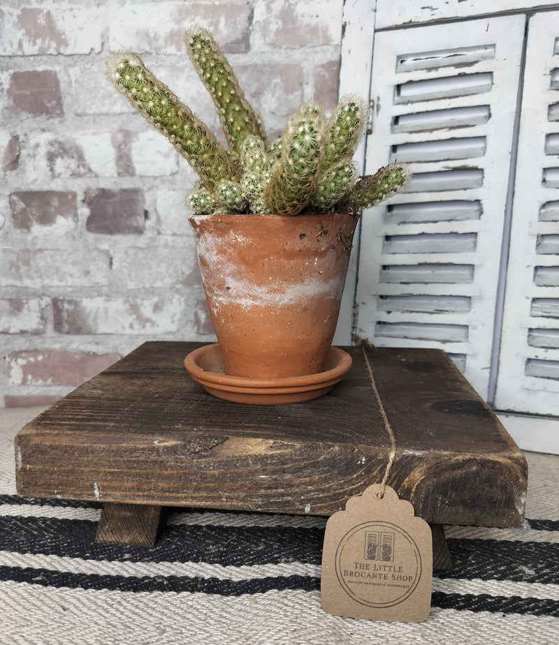 Reclaimed rustic dark wooden stool plant stand with potted cactus and natural wood grain texture
