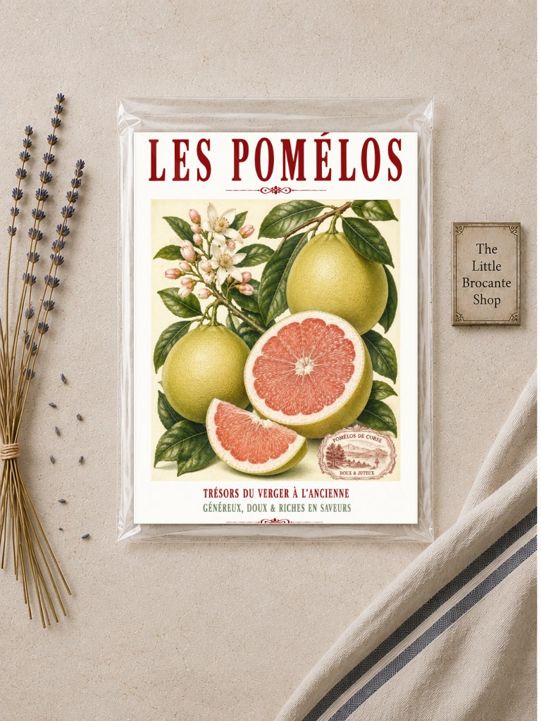 Illustrated French Pomelo Print | French Kitchen Wall Art, Illustrated French, Botanical, French Mediterranean, French Country, Citrus Art, Traditional Botanical Illustration, French Kitchen, Country Kitchen, Mediterranean Style, Pomological Illustration wall artwork.
