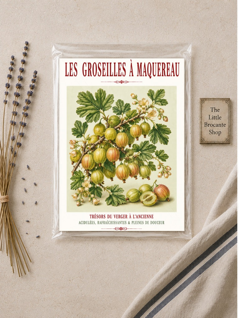 Illustrated French Gooseberry Print | French Kitchen Wall Art, Illustrated French, Botanical, French Country, Kitchen Garden, Fruit Illustration, French Kitchen, Country Kitchen, Cottage Garden, Botanical Wall Art wall artwork.