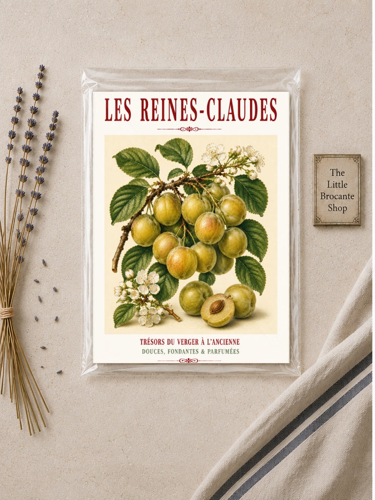 Les Reines-Claudes – Illustrated French Greengage Print | French Kitchen Wall Art, Illustrated French, Botanical, French Country, Orchard Inspired, Fruit Illustration, French Kitchen, Country Kitchen, Cottage Style, Botanical Wall Art wall artwork.