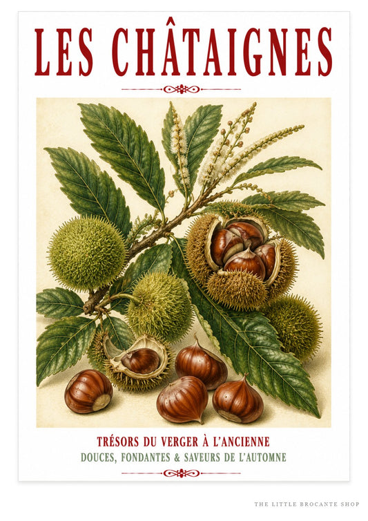 Illustrated French Chestnut Print | French Kitchen Wall Art, Illustrated French, Botanical, French Country, Rustic, Autumnal, Woodland Botanical, Traditional Botanical Illustration, French Kitchen, Country Kitchen, Cottage Style wall artwork.