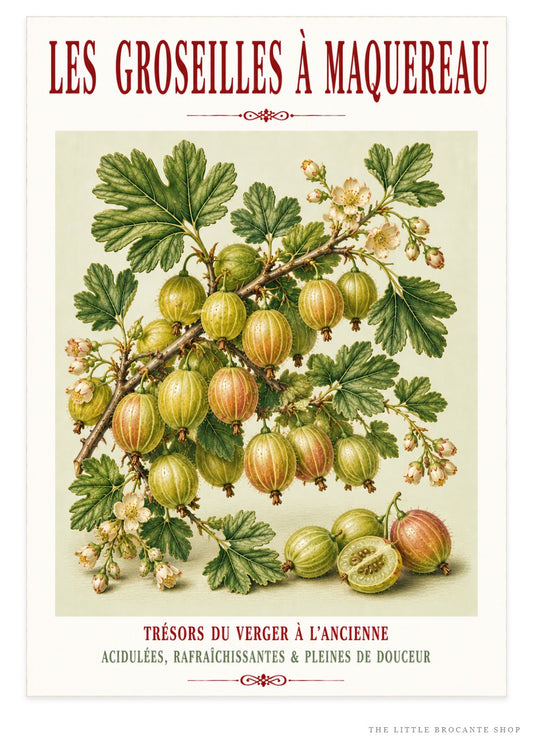 Illustrated French Gooseberry Print | French Kitchen Wall Art, Illustrated French, Botanical, French Country, Kitchen Garden, Fruit Illustration, French Kitchen, Country Kitchen, Cottage Garden, Botanical Wall Art wall artwork.