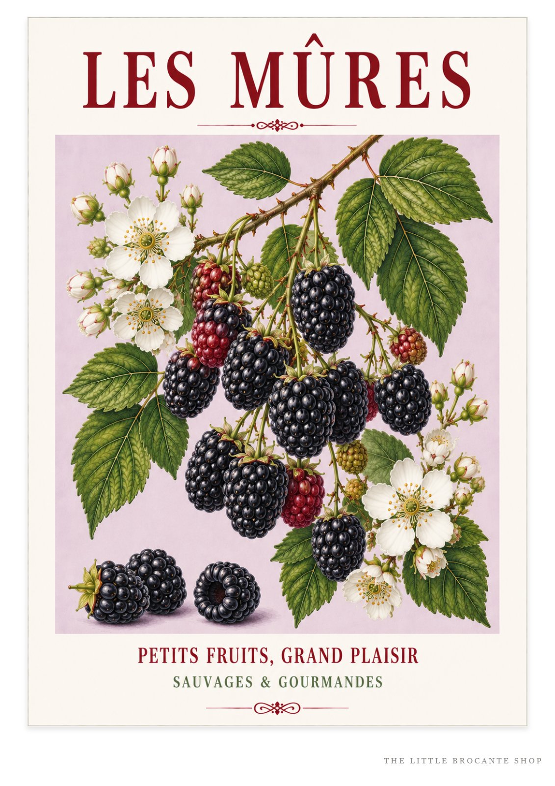 Les Mûres – Illustrated French Blackberry Print | French Kitchen Wall Art, Illustrated French, Botanical, French Country, Fruit Illustration, Hedgerow Inspired, Country Kitchen, Cottage Style, French Countryside wall artwork.