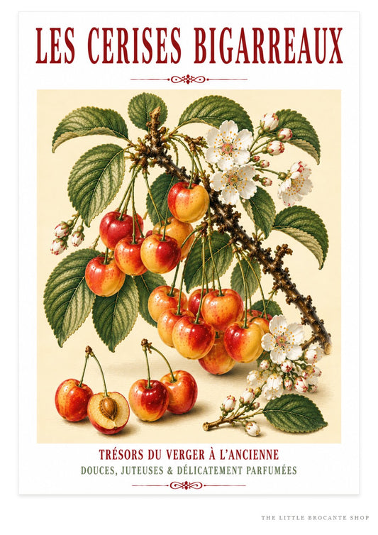Les Cerises Bigarreaux – Illustrated French Cherry Print | French Kitchen Wall Art, Illustrated French, Botanical, French Country, Orchard Art, Fruit Illustration, French Kitchen, Country Kitchen, French Provincial, Botanical Wall Art wall artwork.