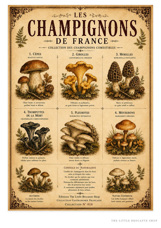 Les Champignons de France | Vintage French Mushroom Collection | Rustic Kitchen Wall Art, French country wall artwork. – image 1