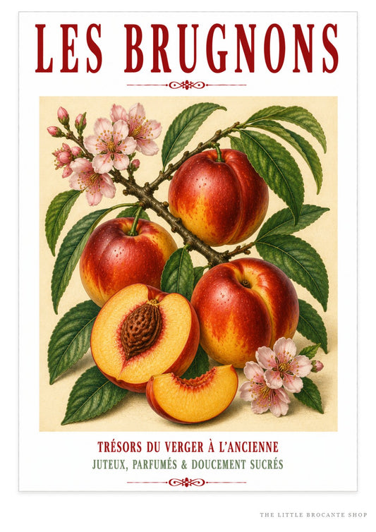 Illustrated French Nectarine Print | French Kitchen Wall Art, Illustrated French, Botanical, French Country, Orchard Style, Traditional Botanical Illustration, French Kitchen, Country Kitchen, Cottage Style, Pomological Art wall artwork.