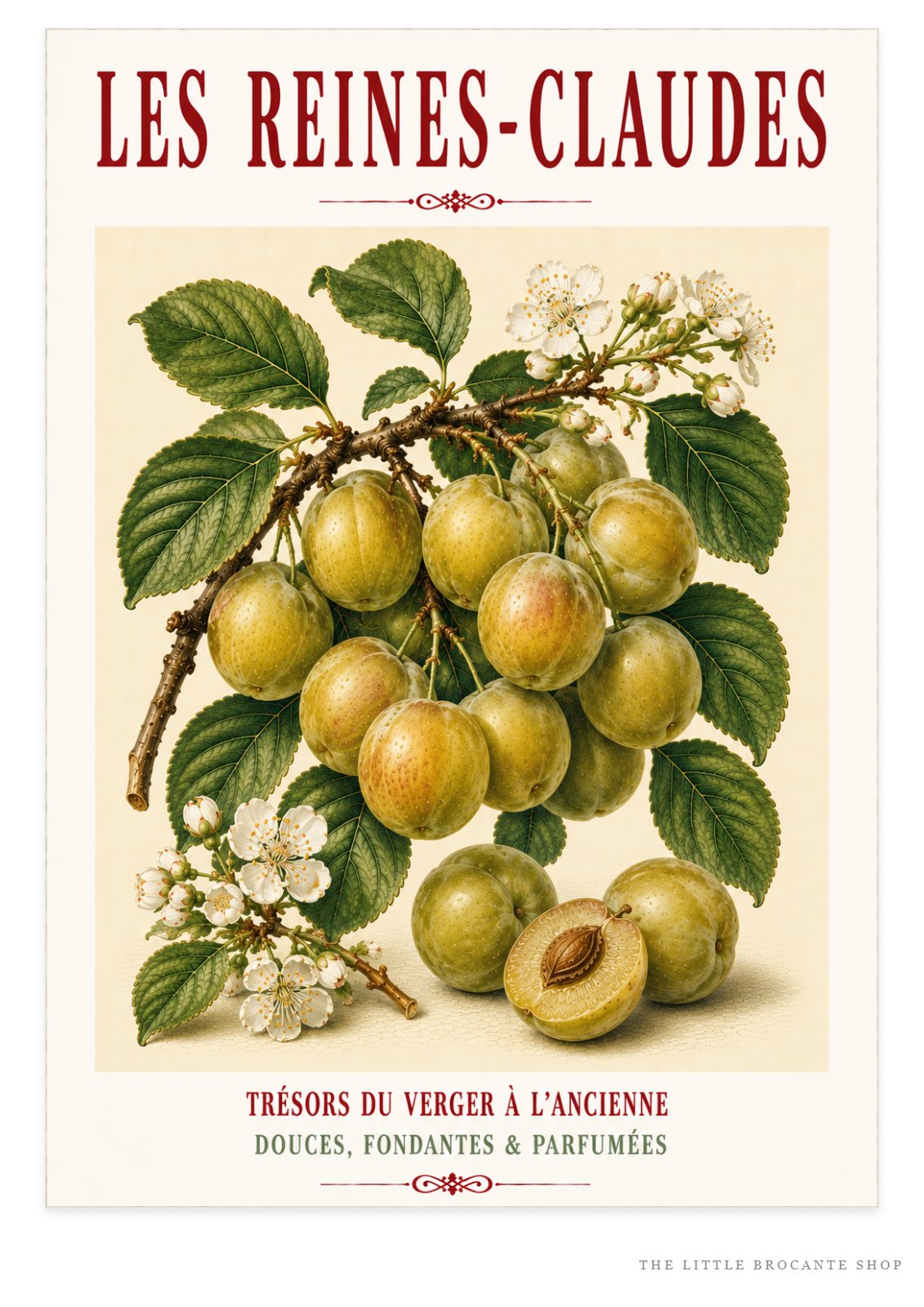 Les Reines-Claudes – Illustrated French Greengage Print | French Kitchen Wall Art, Illustrated French, Botanical, French Country, Orchard Inspired, Fruit Illustration, French Kitchen, Country Kitchen, Cottage Style, Botanical Wall Art wall artwork.